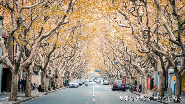 江浙沪 9 大赏秋地实测攻略！周末就能出发，红枫 / 银杏 / 水杉全吃透