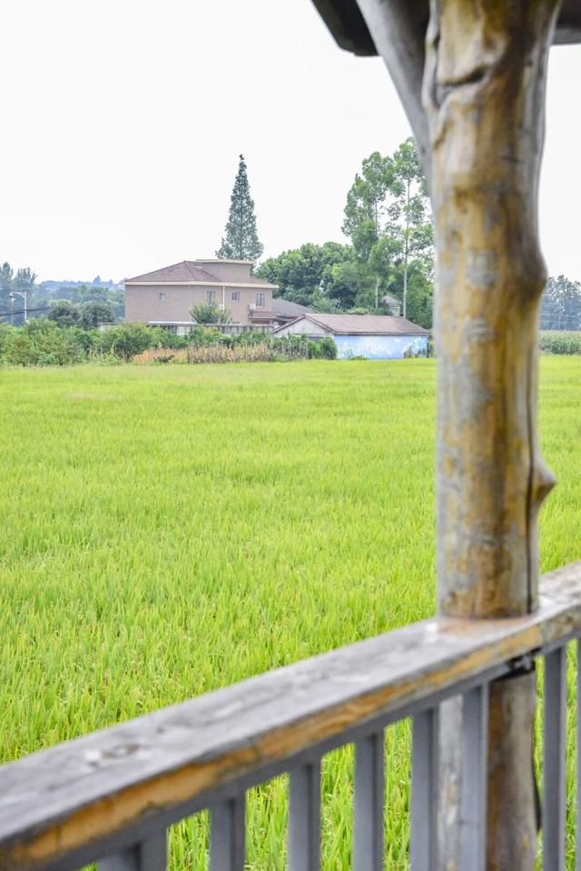 稻浪、长廊、观景台……新津宝藏乡村，“丰”景入画
