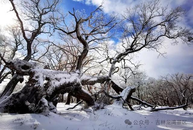 央视都来打卡！龙湾四方顶的玉树琼花，美成冰雪天花板
