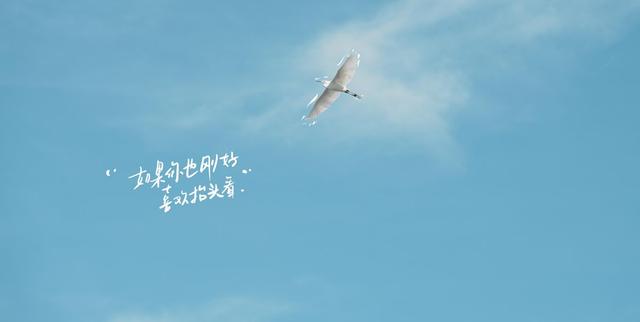 春日樱花盛开，我独自漫步，心中涌起莫名感动