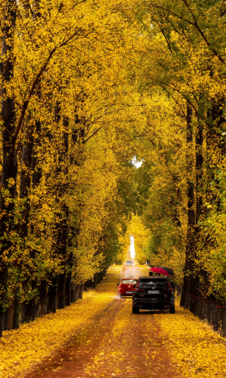 这座塞北小城，藏着长城脚下最美的秋日盛景，邀你共赴浪漫之约~