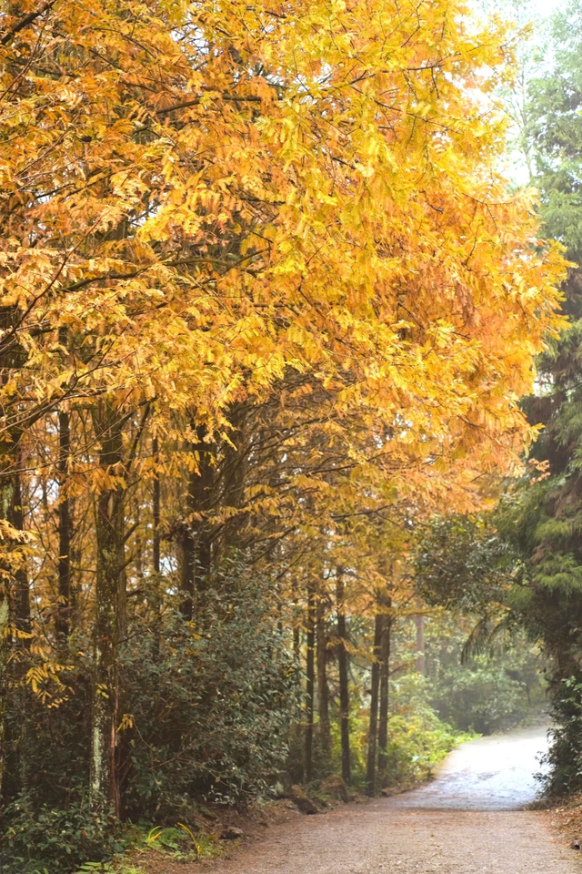 成都周边一日往返，6个小众不废腿的彩林秘境，0门票！