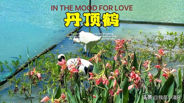 广西南宁，南湖公园来了一批贵客，好多人来拍照打卡！
