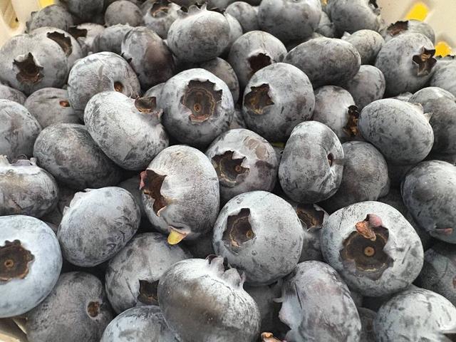 【外眼看云南】从雪山到蓝莓园：一场跨越千里的“胞波”暖冬行圆满结束