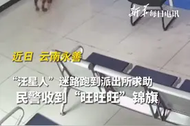 边牧犬迷路跑派出所求助图片