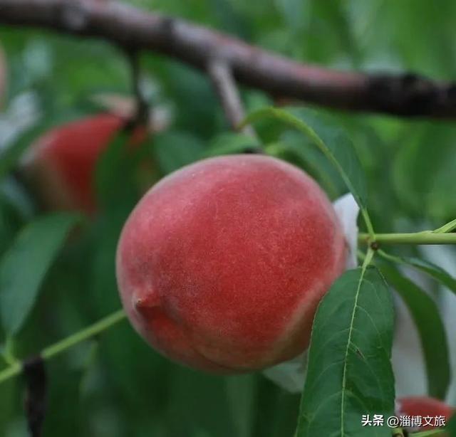走，去淄博摘秋天！第一口“甜猕”等你来尝