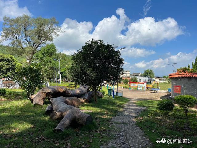 新丰秀田，是来看古树的