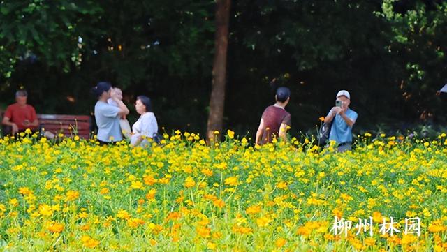柳州市雀儿山公园4000平方米硫华菊盛放