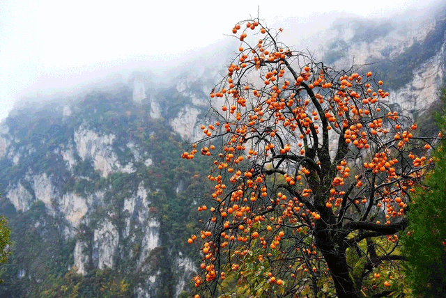 警告！深秋的徽县，千万别出门！因为……