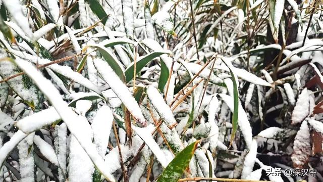 2025年草川子第一场初雪来啦！