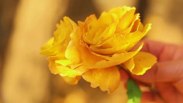 一叶知秋，一树成金，又到银杏醉美时