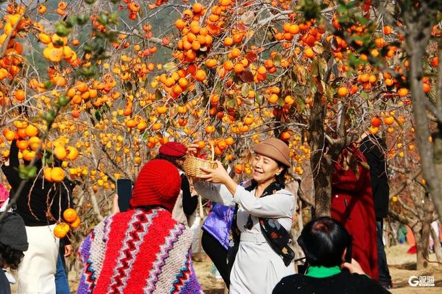 金柿映初冬，青岛藏着一处“甜蜜”公园
