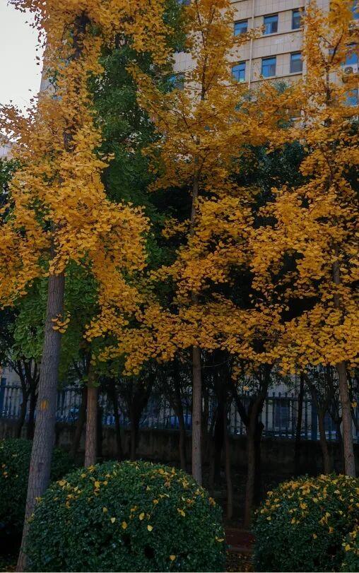 【寻美山东 寻美聊城】聊城阳谷，一树银杏 满城温柔！