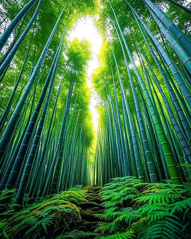 闯入这片翠绿竹林，仿佛进入了治愈系仙境～