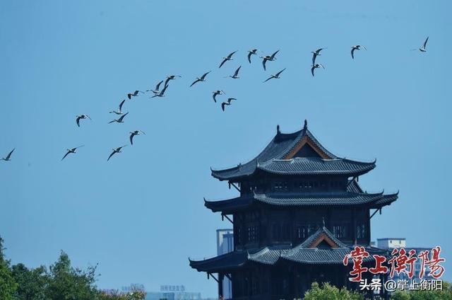 “双节”揽客近659万人次，收入超20亿！衡阳文旅“流量”变“留量”