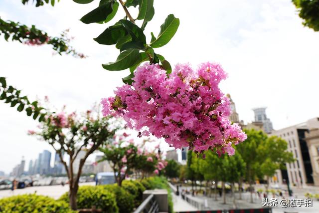 上海外滩观光平台紫薇花盛开，为都市增添一抹亮丽色彩