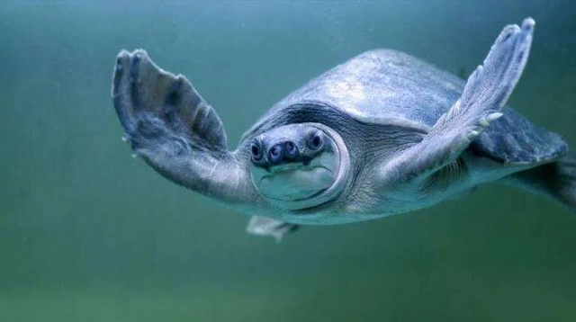 这三种龟和鱼混养绝配！颜值爆表还超省心，尤其第3种太意外了