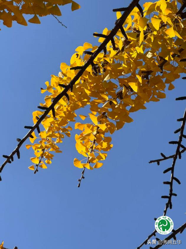 冬日美景在五华｜圆通山老银杏，藏着昆明人的共同记忆