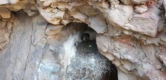 山西发现1米高大黑鸟，全国仅存不足2000只	，比大熊猫还珍贵！