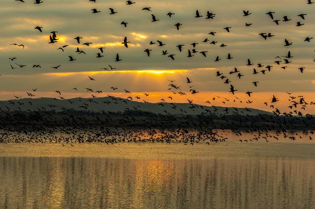 “乌秧乌秧”超壮观！“天上来客”为珲春送来限时美景