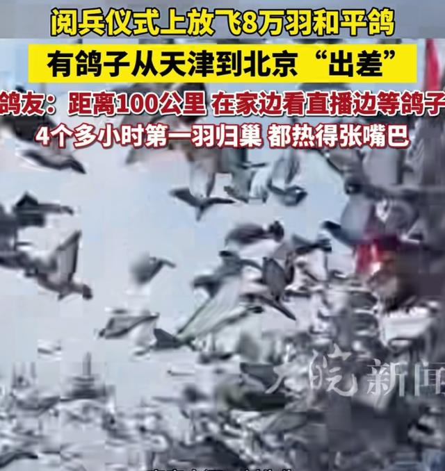 九三阅兵仪式的8万羽鸽为何都是借来的？这背后隐藏着这样的原因