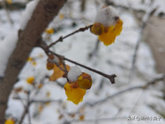 踏雪访梅，不为风雅只为美