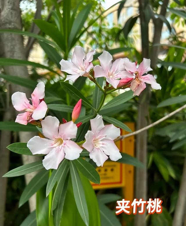 阴花不能进阳宅！这5种花“打死”也不养，家里若有？快挪走！