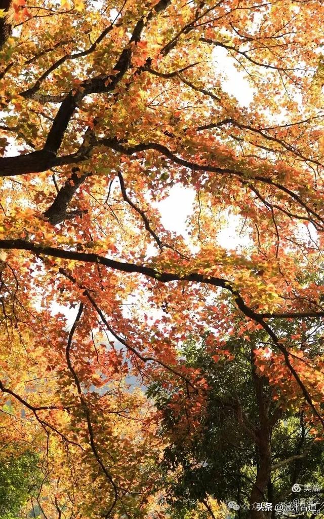 现场报道：这条离市区很近的著名红枫古道已枫情万种，徒步正当时