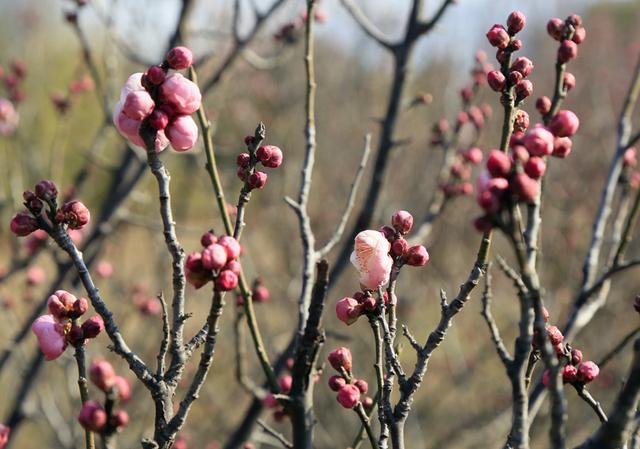 梅花绽放花芬芳