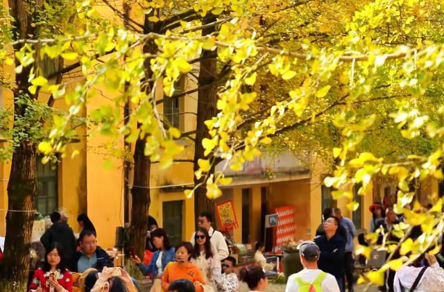 谁说广东没有秋天？这个“岭南银杏之乡”，轻松邂逅秋日浪漫