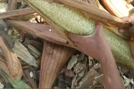 每日认识一味药之丝瓜络图片