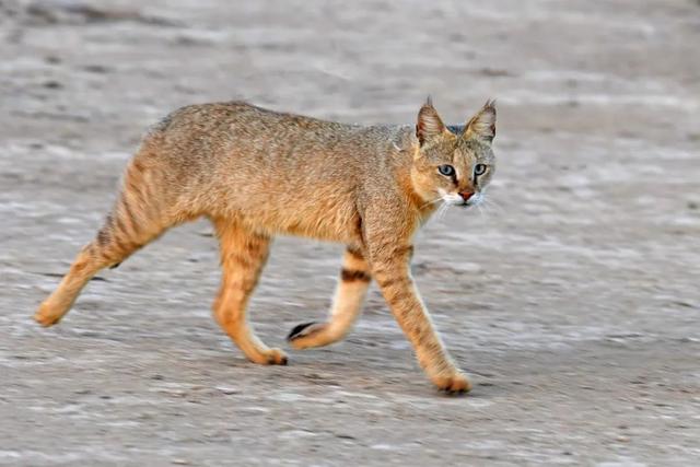 全世界100个宠物猫品种大赏！