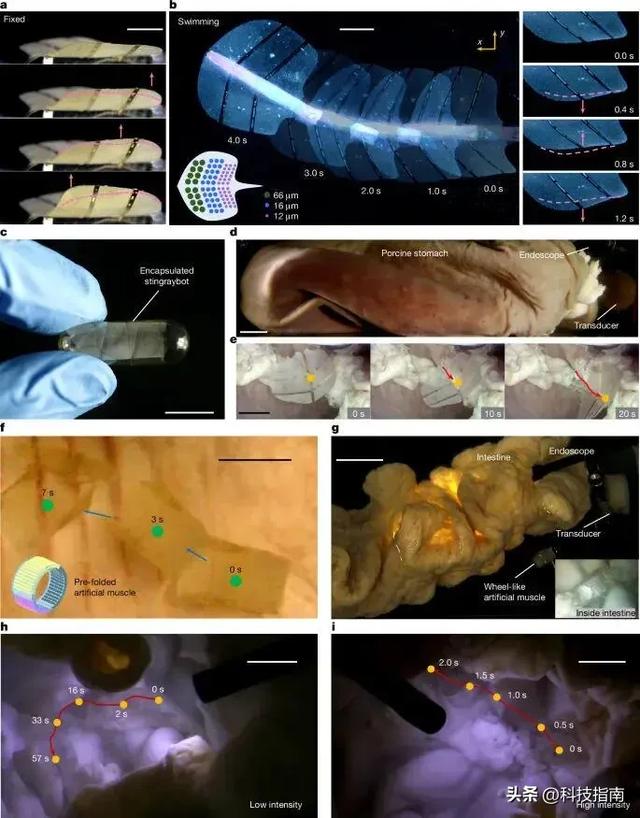 AI 学会人类动作 新型人工肌肉问世:100ms 响应,可助中风患者康复