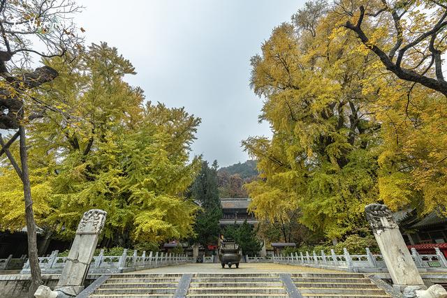 这个秋天，去潭柘寺看1400岁的“银杏帝王” 金黄期仅剩20天！