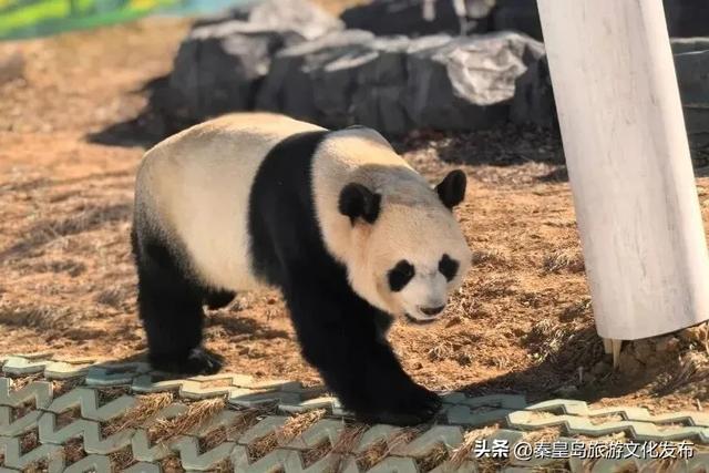 妇女节,秦皇岛这些景区特惠,更有全民免票福利!🥳