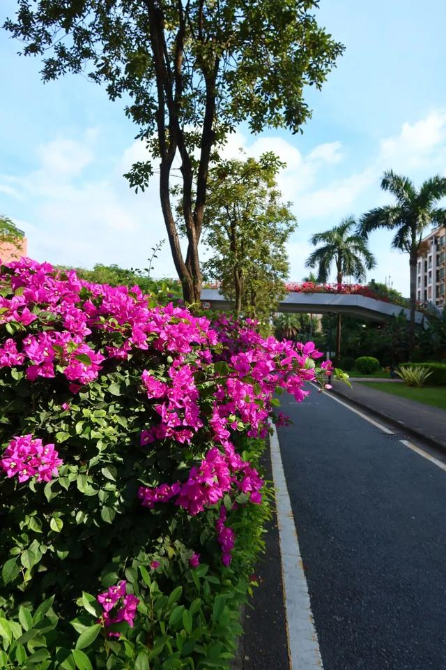 龙岗秋冬浪漫打卡指南来了！瀑布花海、空中花路…这份粉色攻略快收好！
