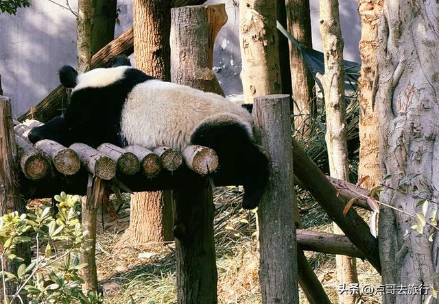 跟着法国总统游成都，24小时内去了哪些景点？成都真的太美了！