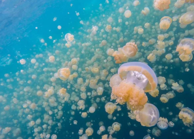 抱紧美日大腿，停飞中国航班、拒绝中国游客的小国，现状如何？