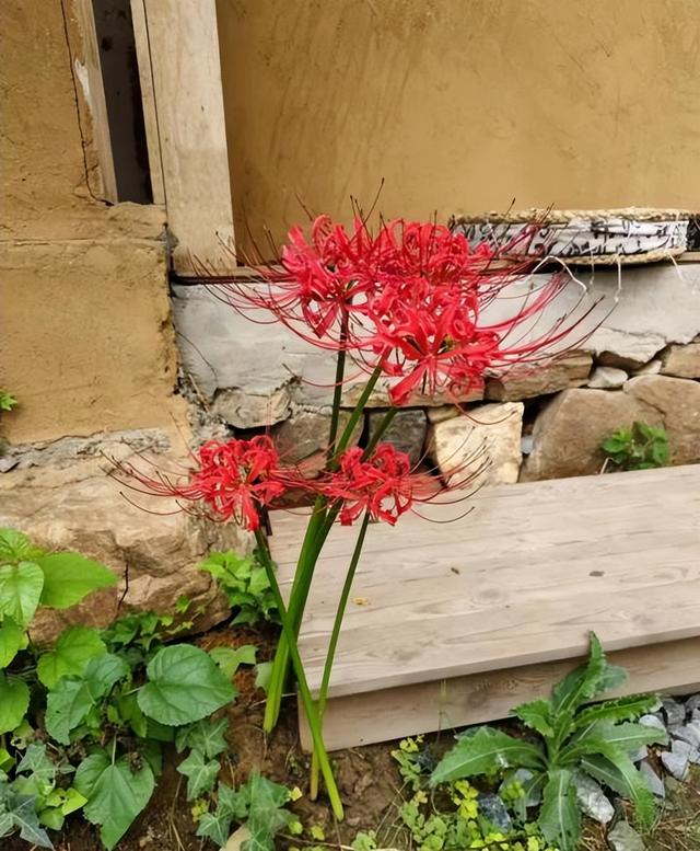 阴花不能进阳宅！这5种花“打死”也不养，家里若有？快挪走！