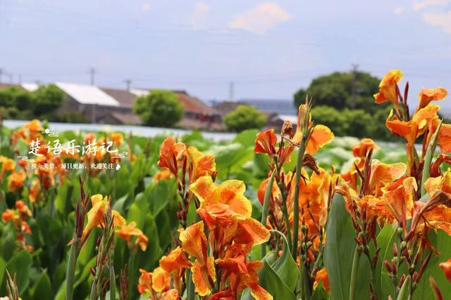 宁波因神话传说而建的寺院，荷塘成为热门打卡地，美人蕉花海更美