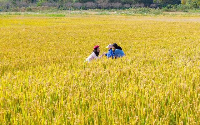 稻 花 香 里 看 雨 花