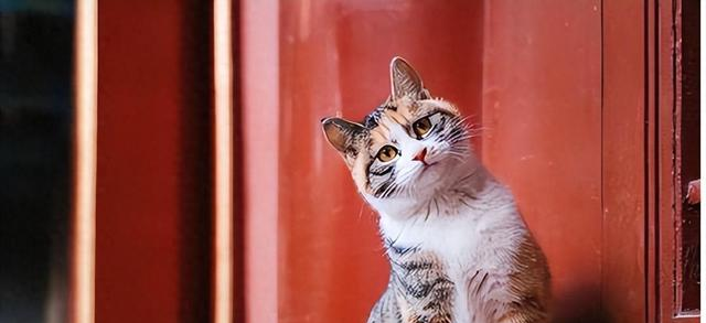 故宫有200多只猫，从未有人驱赶	，单霁翔院长：它们是活着的文物