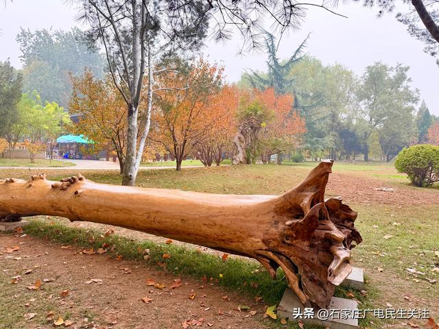 石家庄市裕西公园赏叶美景上线邀您打卡