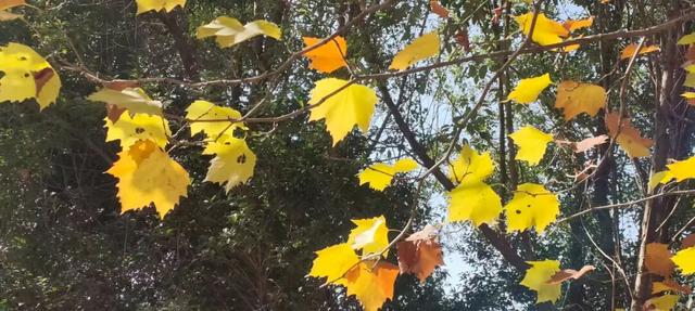 寻美薛城丨冬日的浪漫！法桐的金色韵味从秋的繁华走向冬的静谧！