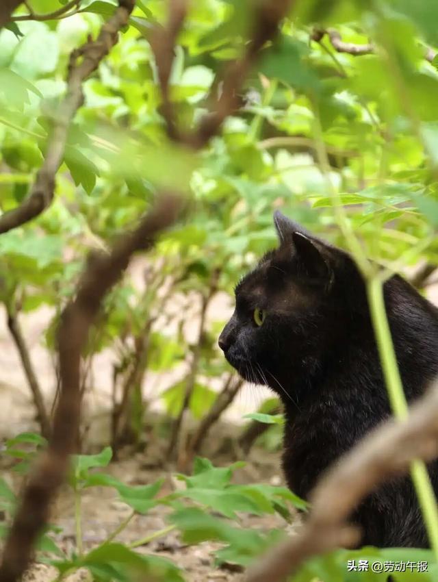 “太庙牡丹游园活动”嗨玩8天！赏花观演、集章打卡、文创市集一站式畅玩