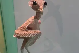 28张离奇的罕见图！每一张都让人大开眼界，网友：解除多年疑惑图片