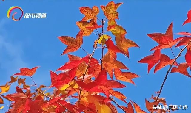 初冬氛围感出片计划，走起！昆明这份打卡攻略速速收藏→