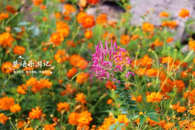 浙江宁波这片花海再次绽放，被誉为藏在城中的秋天童话，真的超美