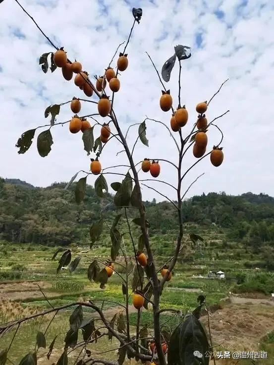 温州著名的红色古村，深藏岁月深处的浙南革命印记，值得你来