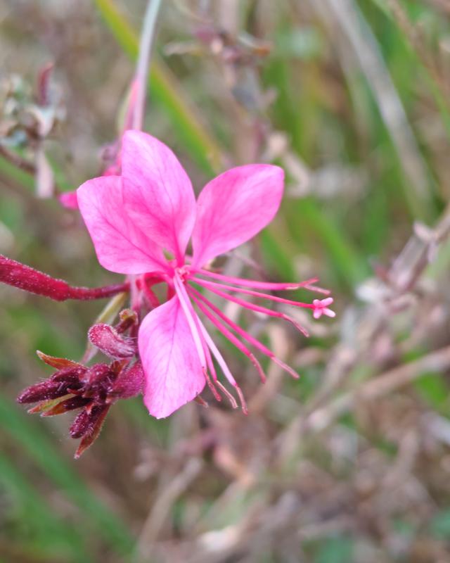 繁花似锦的秋天
